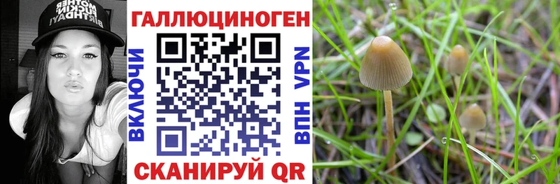 Галлюциногенные грибы Psilocybine cubensis  купить  сайты  Елизаветинская 